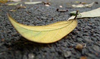 落叶怎么做堆肥 如何用落叶堆肥