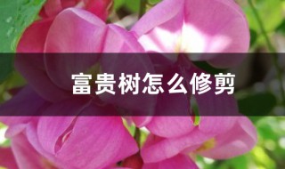 富贵树的修剪技巧 富贵树怎么修剪
