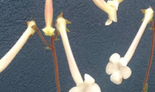 白香岩的繁殖方法 繁殖的方法介绍