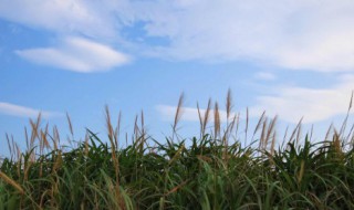 形容草外表的句子 描写小草的优美句子