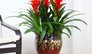 养什么植物好摆放 卧室放什么植物好