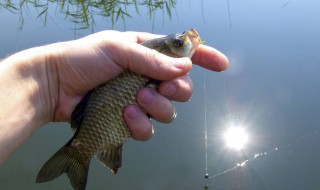 春季野钓蚯蚓技巧 春季用蚯蚓钓鱼都有什么小技巧