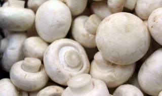 白蘑菇存放方法 白蘑菇的储存方法