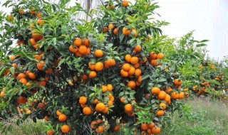 砂糖橘怎么保存 保存方法如下