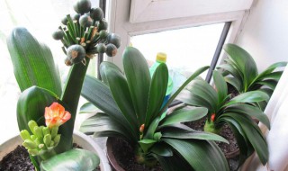 新房养什么植物好 新房养什么植物比较好