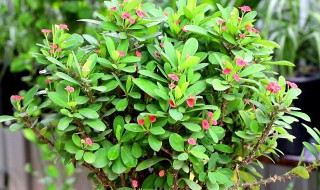 铁海棠适合放在室内吗 铁海棠能不能放在室内