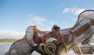 诱捕鳝鱼技巧 诱饵应该如何制作