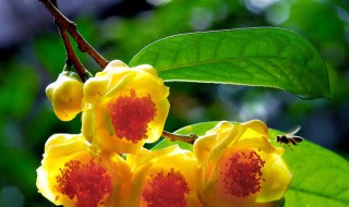 金花茶怎么泡 怎么泡金花茶