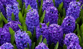 水培风信子怎么养 水培风信子如何养殖