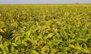 冬季种植什么农作物 冬季种植什么农作物好