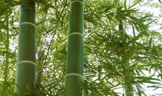 适合冬季种植的植物 冬天适宜种什么植物