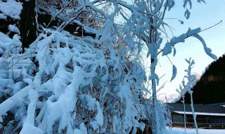 梦到白雪满地是啥意思 梦到白雪满地的寓意