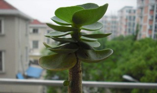 属鼠的人养什么植物好 属鼠的人应该养什么植物