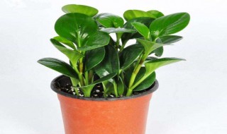 宿舍养什么植物好 适合在宿舍养的植物