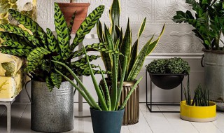 在室内养什么植物好 室内适合养什么植物