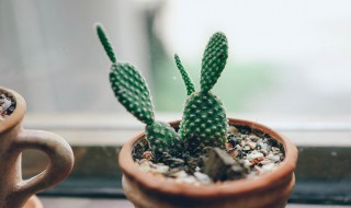 阳台养什么花和植物好 阳台养的花和植物有什么