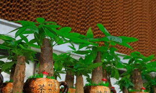 养什么植物好养又实用 超佛系的八种花卉推荐