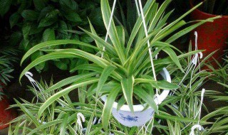 家里客厅养什么植物好 可以养这三种植物