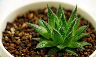 好养的植物盆栽有哪些 比较好养的植物盆栽介绍