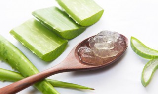 芦荟的食用方法 芦荟的食用方法介绍