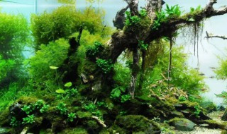 鱼缸水草养护小技巧 鱼缸水草简单养护小技巧