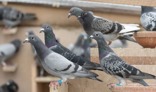 怎祥养鸽子 养鸽子的方法介绍