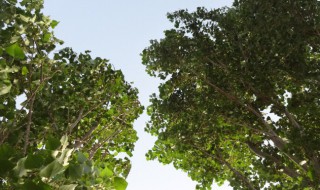 桑树为什么不能砍 桑树不能砍的原因分析