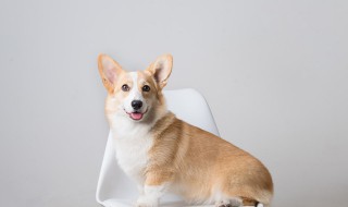 狗为什么不能喝牛奶 狗不能喝牛奶的原因分析