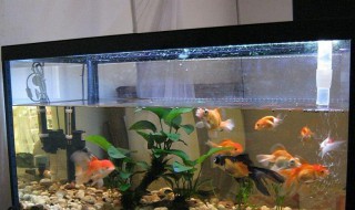 鱼缸为什么不能送人 鱼缸不能送人的原因分析