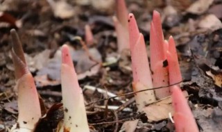 洋荷姜什么人不能吃 洋荷姜饮食禁忌