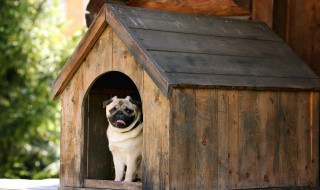为什么手不能让幼犬舔 手不能让幼犬舔的原因