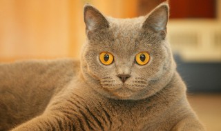 猫能不能吃巧克力 巧克力猫能吃吗