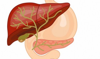 乙肝为什么不能治愈 关于乙肝的概述