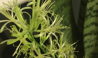 虎尾兰开花预兆什么 虎尾兰开花的预兆