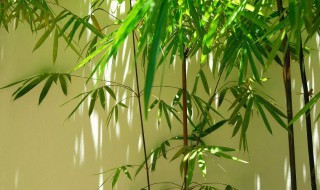 竹子象征着什么意义 竹子介绍