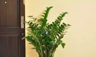 金钱树的风水作用 金钱树的风水作用有什么