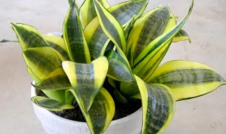 虎尾兰适合放客厅风水 虎尾兰放客厅好吗