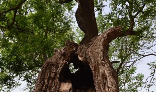 槐树为什么不能砍 槐树不能砍的原因