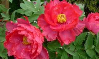 都说家里不能养牡丹花 家里为什么不能养牡丹