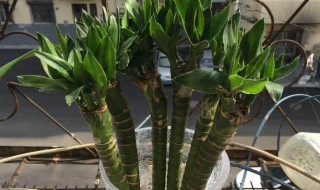 龙竹为什么不能养5根 为何不能养5根龙竹