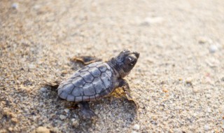 寡妇不能养龟啥意思 寡妇不能养龟什么意思