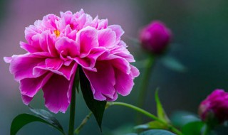 芍药为什么不能家养 芍药不能家养为什么