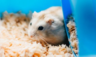 普通老鼠真的不能养吗 普通老鼠能养吗