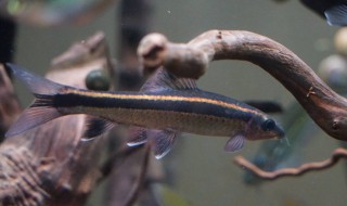 为什么不能养两条鱼 为何不能养两条鱼