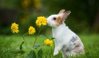 守株待兔简笔画 简笔画守株待兔