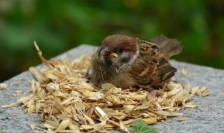 麻雀来家里做窝的寓意 麻雀来家里做窝的寓意是什么