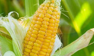 甜玉米罐头的做法步骤 甜玉米罐头怎么做
