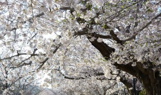 龙王塘樱花园几月份开 龙王塘樱花园几月份开