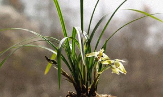 花中君子是指哪四样 花中君子的介绍