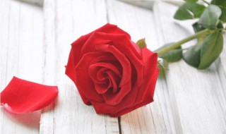 红玫瑰和粉玫瑰的区别 红玫瑰和粉玫瑰的区别简单介绍